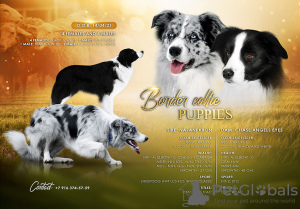 Photo №1. border collie - for sale in the city of Москва | 1065$ | Announcement № 10037