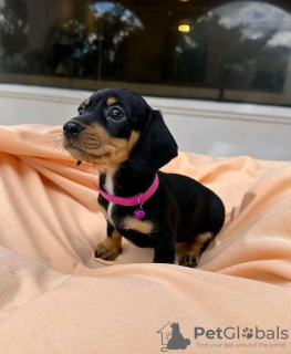 Photo №1. dachshund - for sale in the city of Helsinki | 475$ | Announcement № 125666