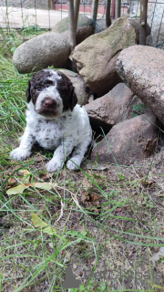 Photo №4. I will sell lagotto romagnolo in the city of Augustów. breeder - price - 951$