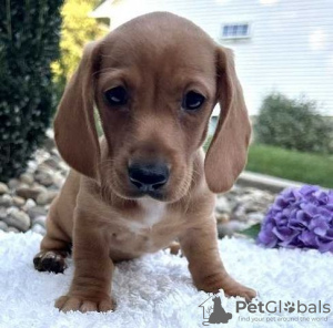 Photo №1. dachshund - for sale in the city of Berlin | Is free | Announcement № 129632