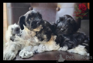 Photo №2 to announcement № 126982 for the sale of giant schnauzer - buy in Germany private announcement