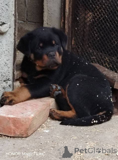 Photo №2 to announcement № 168462 for the sale of rottweiler - buy in Serbia 