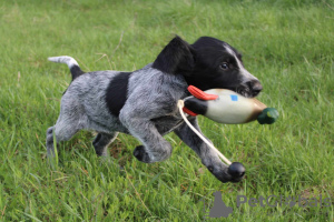 Photo №2 to announcement № 100209 for the sale of german wirehaired pointer - buy in Poland breeder