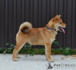 Photo №1. shiba inu - for sale in the city of Kragujevac | negotiated | Announcement № 115743