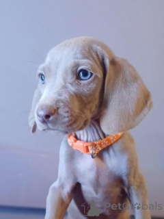 Photo №1. weimaraner - for sale in the city of Ventiane | 609$ | Announcement № 172222