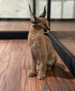 Photo №3. Caracal kittens male and female. Spain