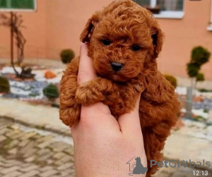 Photo №1. poodle (toy) - for sale in the city of Werbass | negotiated | Announcement № 93844