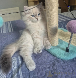 Photo №1. persian cat - for sale in the city of Falley | 361$ | Announcement № 155126