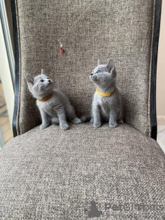 Photo №1. russian blue - for sale in the city of Münster | 264$ | Announcement № 122582