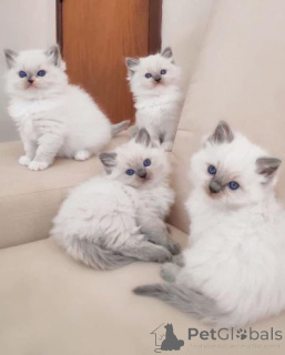 Photo №1. ragdoll - for sale in the city of Frampol | 2787$ | Announcement № 158962