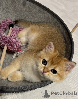 Photo №2 to announcement № 143571 for the sale of british shorthair - buy in Germany breeder