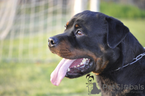 Photo №3. The male Rottweiler is free to mate. Serbia