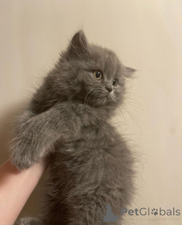 Photo №1. british shorthair - for sale in the city of Заксен-Ансбах | negotiated | Announcement № 144251