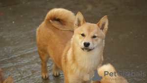 Photo №1. shiba inu - for sale in the city of Subotica | 740$ | Announcement № 91672