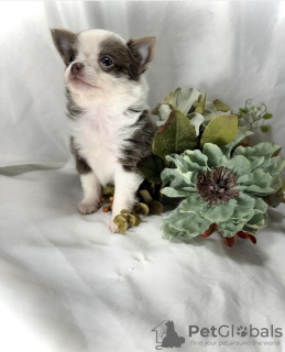 Photo №2 to announcement № 98468 for the sale of chihuahua - buy in Germany private announcement, from nursery, from the shelter, breeder