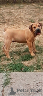 Photo №4. I will sell english mastiff in the city of Belgrade.  - price - 317$