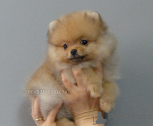 Photo №1. pomeranian - for sale in the city of Tbilisi | negotiated | Announcement № 126813