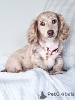 Photo №1. dachshund - for sale in the city of Hamburg | negotiated | Announcement № 151270