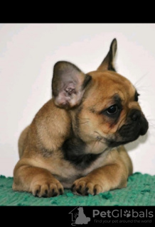 Additional photos: French bulldog fluffy