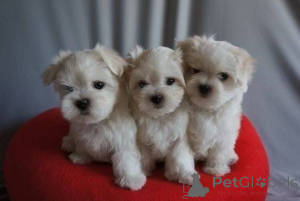Photo №3. Maltese puppies. Austria