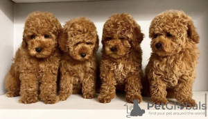 Photo №1. poodle (toy) - for sale in the city of Дублин | 423$ | Announcement № 58336