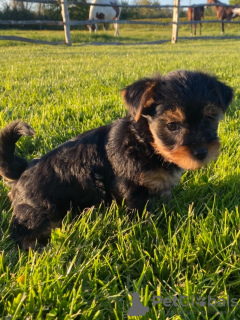 Photo №3. Teacup Yorkshire Terrier Puppy for free adoption. Germany