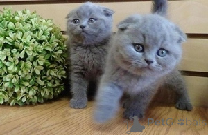 Photo №1. scottish fold - for sale in the city of Unterhaching | 361$ | Announcement № 172313