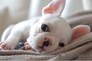 Photo №1. french bulldog - for sale in the city of Warsaw | 796$ | Announcement № 8578
