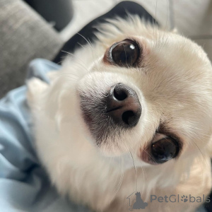 Photo №2 to announcement № 166482 for the sale of chihuahua - buy in Poland 