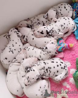 Photo №1. dalmatian dog - for sale in the city of Бохум | 355$ | Announcement № 12268