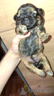 Photo №2 to announcement № 139033 for the sale of lhasa apso, shih tzu - buy in Latvia private announcement, from nursery, breeder