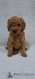 Photo №4. I will sell poodle (toy) in the city of Kragujevac. private announcement - price - negotiated