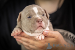 Photo №1. american bully - for sale in the city of Москва | 1692$ | Announcement № 54828