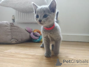 Photo №1. russian blue - for sale in the city of Békés | Is free | Announcement № 99031