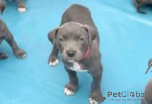 Photo №1. american pit bull terrier - for sale in the city of Fallåker | Is free | Announcement № 129083