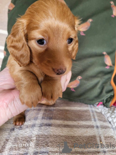 Additional photos: long-haired miniature dachshund