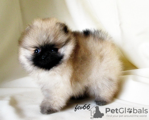 Photo №1. pomeranian - for sale in the city of Москва | 576$ | Announcement № 7827