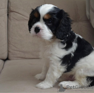 Photo №1. cavalier king charles spaniel - for sale in the city of Jersey City | 799$ | Announcement № 36964