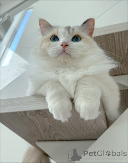 Photo №4. I will sell ragdoll in the city of Eksjo. breeder - price - negotiated