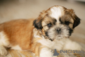 Photo №4. I will sell shih tzu in the city of Dnipro.  - price - negotiated