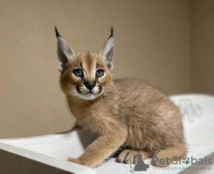 Photo №1. caracal - for sale in the city of Bern | negotiated | Announcement № 120133