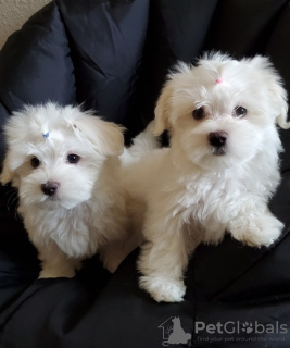 Photo №1. maltese dog - for sale in the city of Мадрид | negotiated | Announcement № 90160
