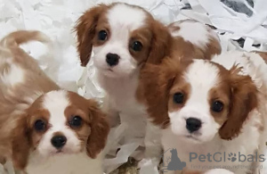 Photo №2 to announcement № 18621 for the sale of cavalier king charles spaniel - buy in Netherlands private announcement