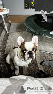 Additional photos: 1.5 years old French Bulldog