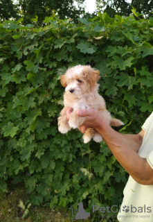 Photo №1. non-pedigree dogs - for sale in the city of Minsk | 717$ | Announcement № 53285