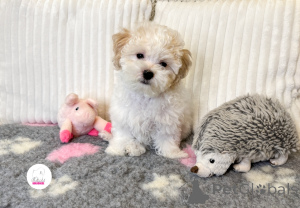 Photo №1. bolognese dog - for sale in the city of Göd | Is free | Announcement № 156970