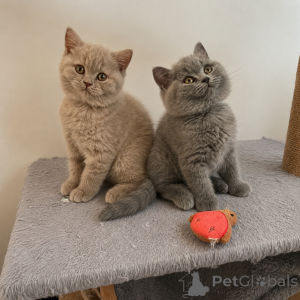 Photo №1. british shorthair - for sale in the city of Milan | 413$ | Announcement № 172030