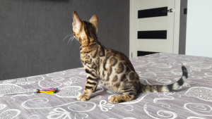 Photo №2 to announcement № 1093 for the sale of bengal cat - buy in Belarus from nursery