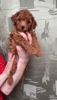 Photo №2 to announcement № 92255 for the sale of poodle (toy) - buy in Russian Federation private announcement