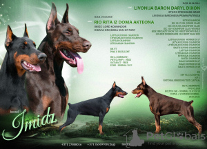 Photo №1. dobermann - for sale in the city of Riga | negotiated | Announcement № 50110
